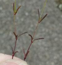 Mononeuria patula image